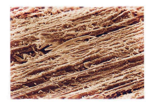 Поверхность древесины обработана шлифовальным материалом с оксидом алюминия